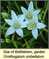 Star-of-Bethlehem, garden, Ornithogalum umbellatum