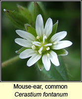 Mouse-ear, common, Cerastium fontanum