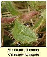 Mouse-ear, common, Cerastium fontanum