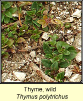 Thyme, Wild, Thymus polytrichus