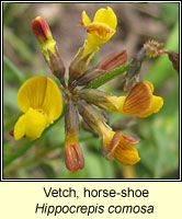 Vetch, Horse-shoe, Hippocrepis comosa