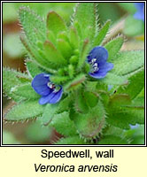 Speedwell, wall, Veronica arvensis