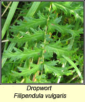 Dropwort, Filipendula vulgaris