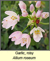 Garlic, rosy, Allium roseum