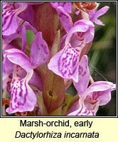 Marsh-orchid, early, Dactylorhiza incarnata