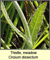Thistle, meadow, Cirsium dissectum