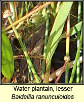 Water-plantain, lesser, Baldellia ranunculoides