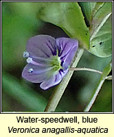 Water-speedwell, blue, Veronica anagallis-aquatica