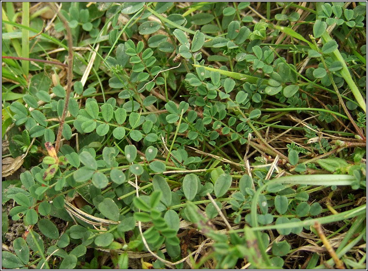 Horse-shoe Vetch, Hippocrepis comosa