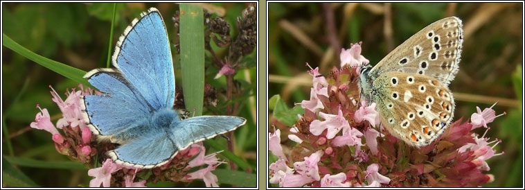 Adonis Blue