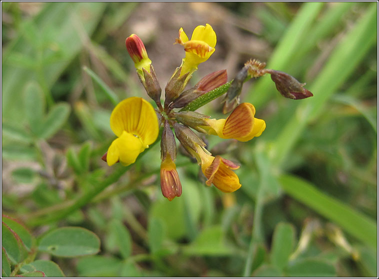 Horse-shoe Vetch, Hippocrepis comosa