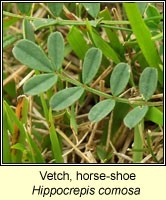 Vetch, Horse-shoe, Hippocrepis comosa
