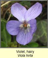 Violet, Hairy, Viola hirta