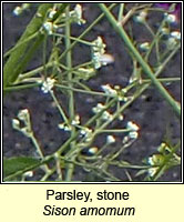Parsley, stone, Sison amomum