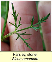 Parsley, stone, Sison amomum