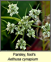 Parsley, fool's, Aethusa cynapium