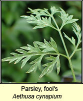 Parsley, fool's, Aethusa cynapium