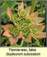 Thorow-wax, false, Bupleurum subovatum