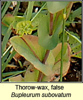 Thorow-wax, false, Bupleurum subovatum