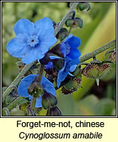 Forget-me-not, chinese, Cynoglossum amabile