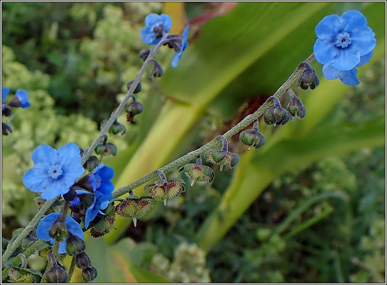 Chinese Forget-me-not, Cynoglossum amabile