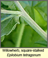Willowherb, square-stalked, Epilobium tetragonum