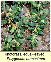 Knotgrass, equal-leaved, Polygonum arenastrum
