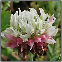 Alsike Clover, Trifolium hybridum