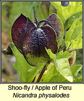 Apple of Peru / Shoo-fly, Nicandra physaloides