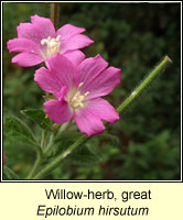 Willow-herb, Great, Epilobium hirsutum