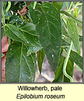 Willowherb, pale, Epilobium roseum
