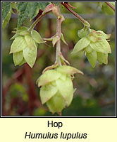 Hop, Humulus lupulus