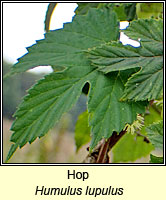 Hop, Humulus lupulus
