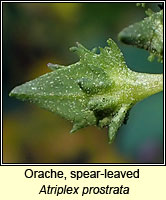 Orache, spear-leaved, Atriplex prostrata