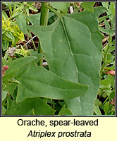 Orache, spear-leaved, Atriplex prostrata
