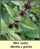 Mint, bushy, Mentha x gracilis