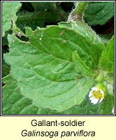 Gallant-soldier, Galinsoga parviflora