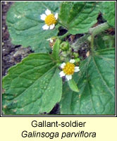 Soldier, gallant, Galinsoga parviflora
