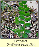 Birds-foot, Ornithopus perpusillus