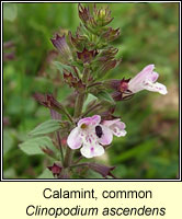 Calamint, Common, Clinopodium ascendens
