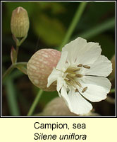 Campion, Sea, Silene uniflora