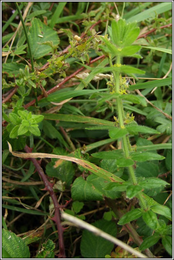 Crosswort, Cruciata laevipes