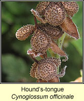 Hounds-tongue, Cynoglossum officinale