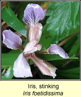Iris, Stinking, Iris foetidissima