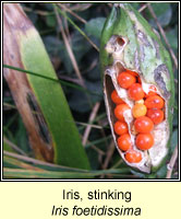 Iris, Stinking, Iris foetidissima