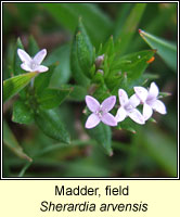 Madder, Field, Sherardia arvensis
