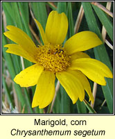 Marigold, Corn, Chrysanthemum segetum