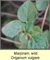Marjoram, Wild, Origanum vulgare