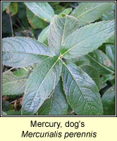 Mercury, Dog's, Mercurialis perennis