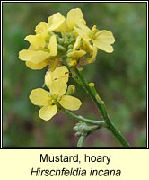 Mustard, Hoary, Hirschfeldia incana